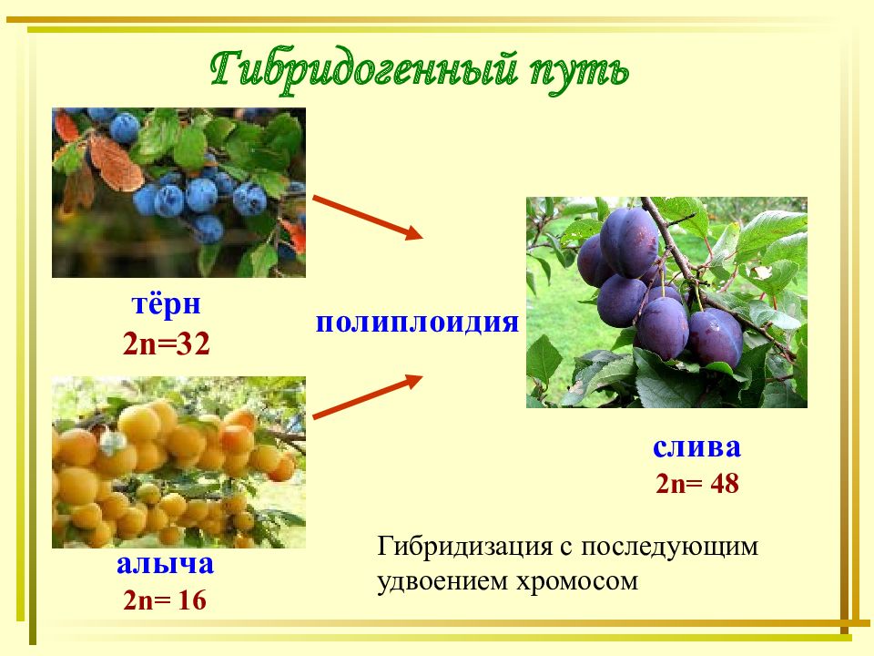 Полиплоидия в селекции презентация