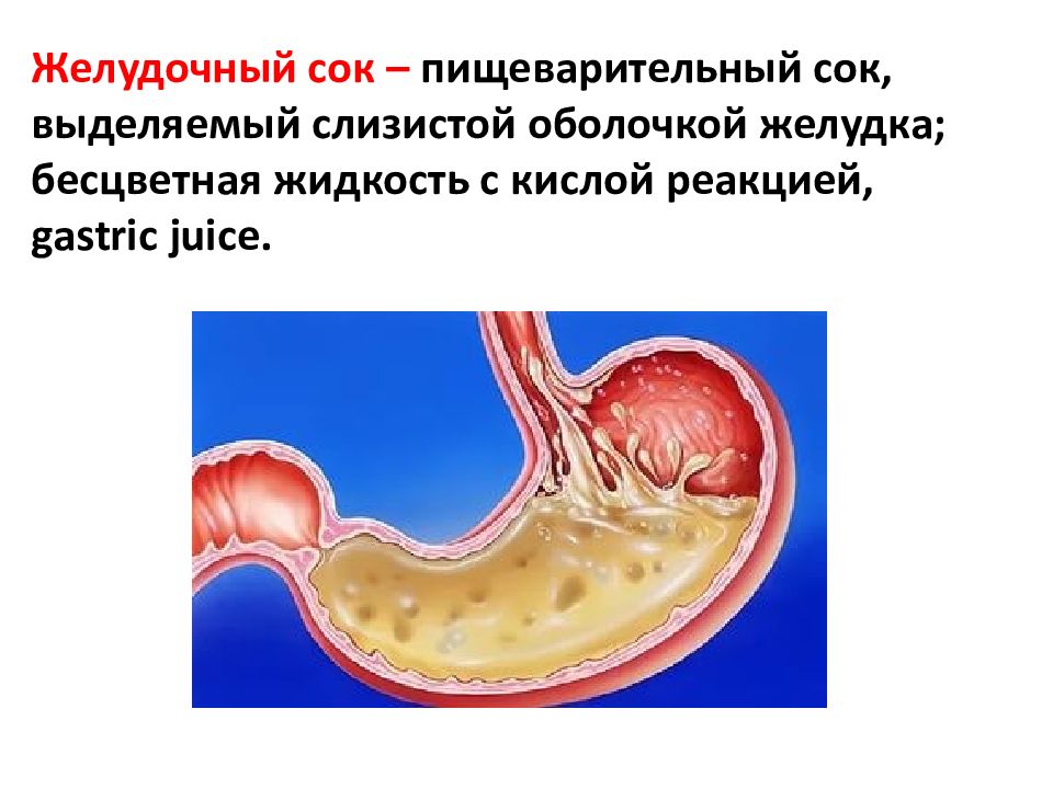 Желудочный сок соляная. Желудок и желудочный сок. Пищеварительный сок желудка. Слизистая оболочка желудка и желудочный сок.