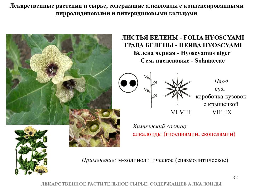 Цветок содержит. Лекарственное сырье содержащее алкалоиды. Лекарственное растительное сырье содержащее алкалоиды. Тропические лекарственные растения содержащие алкалоиды. Лекарственные растительные препараты содержащие алкалоиды.