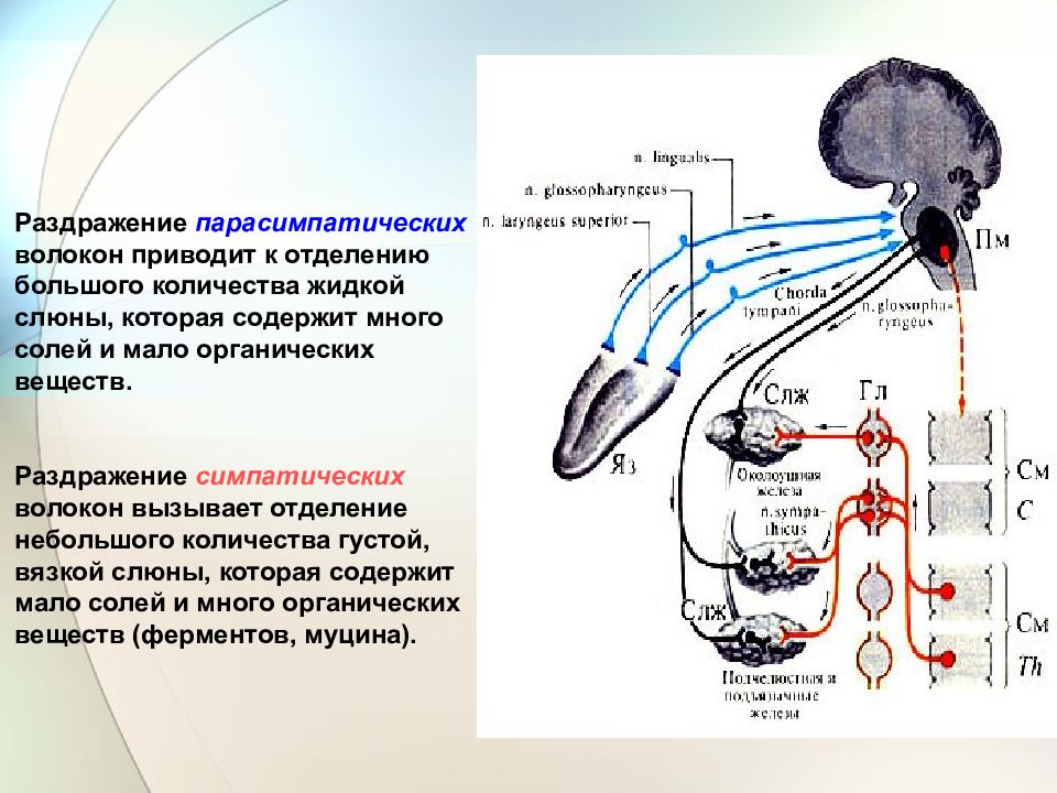 Слюноотделение нервная система