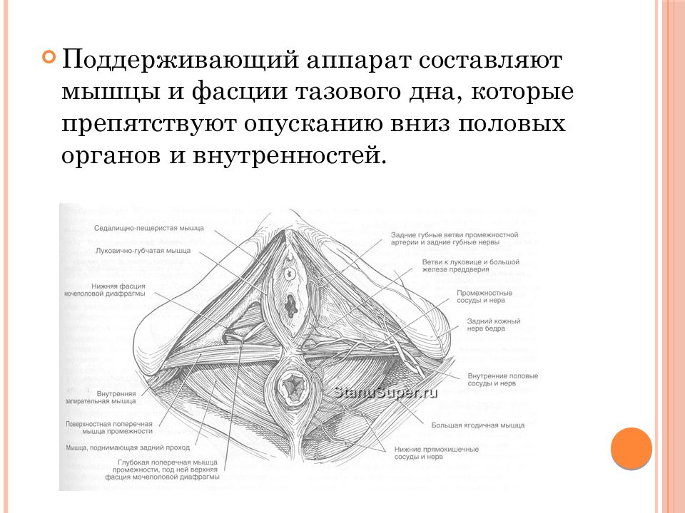 Презентация наружные женские половые органы