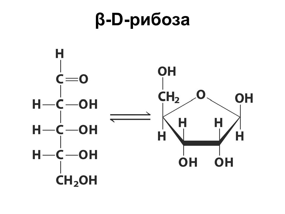 Рибоза структурная. Бета рибоза формула. Структура формула рибозы. Бета д дезоксирибоза. Циклические формулы рибозы и дезоксирибозы.