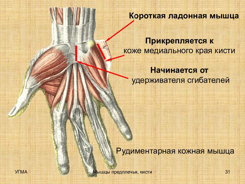 Сгибатели кисти. Короткая ладонная мышца кисти. Медиальная группа мышц кисти. Мышцы кисти короткая ладонная мышца. Межкостные мышцы кисти прикрепление.