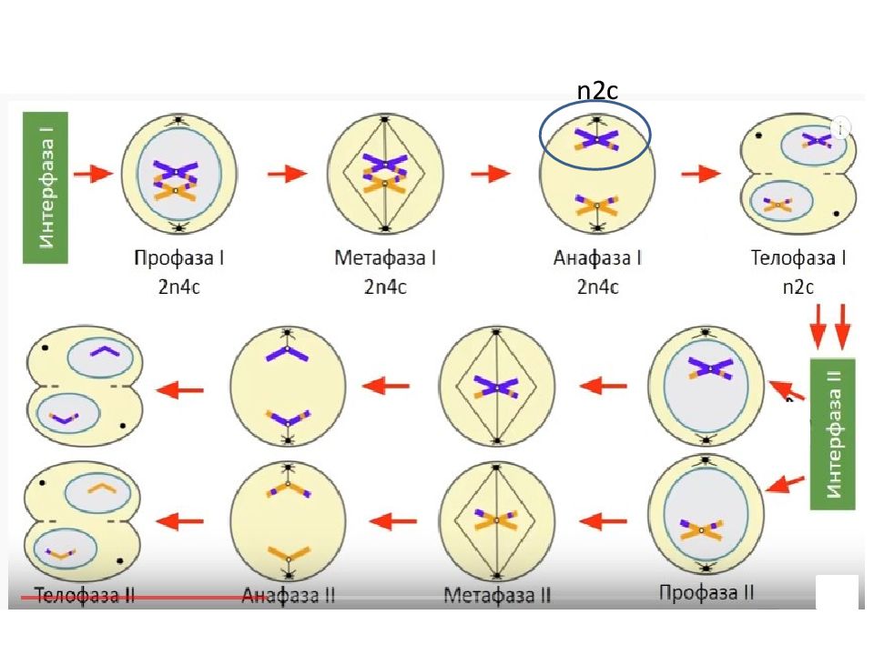 Как отличить мейоз 2 от митоза по рисунку