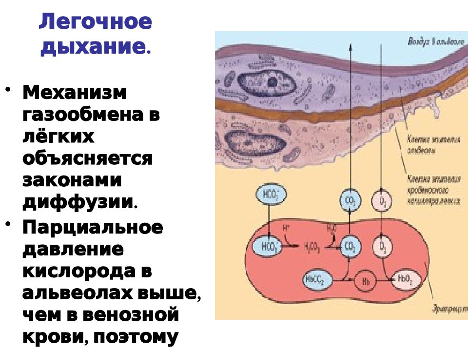 Механизм легочного дыхания. Газообмен механизм дыхания. Почему кислород поступает из альвеол легких в кровь. Легочный газообмен не эффективен в воде.