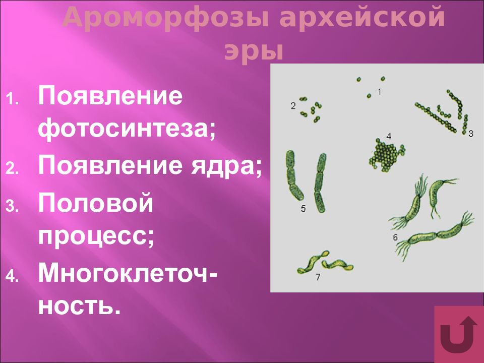 Какие ароморфозы возникли в архейскую и протерозойскую эры заполните схему