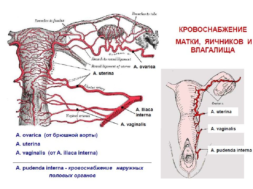 Кровоснабжение матки схема гистология