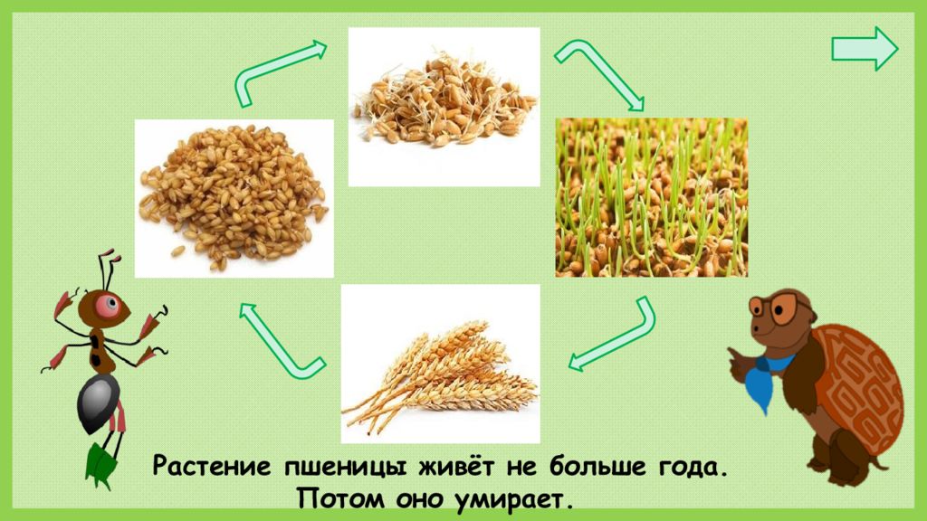 Как живут растения 1 класс презентация