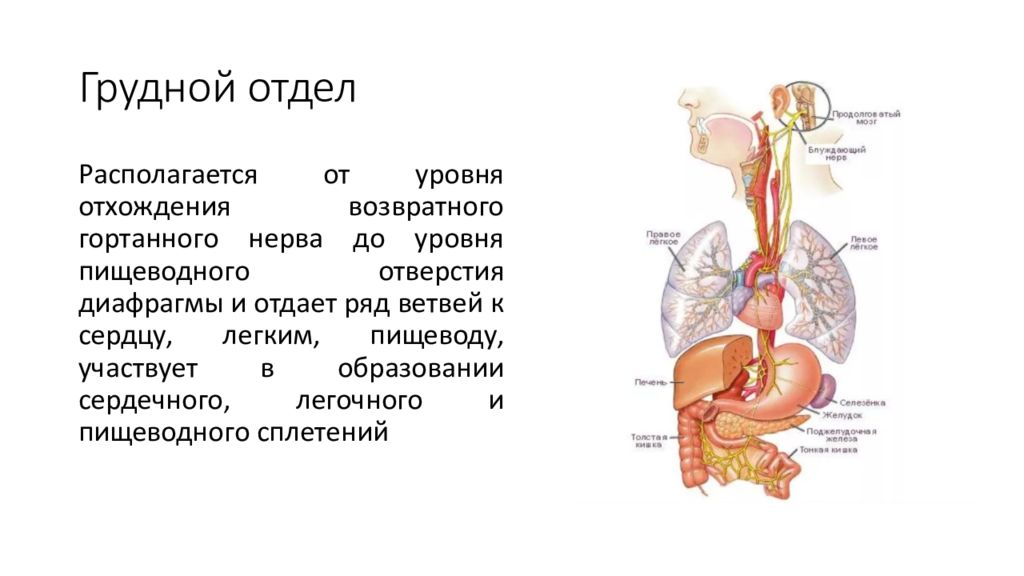 Анатомо-физиологические особенности сердца. Анатомо физиологические особенности 1-4 пар черепных нервов. Анатомо-физиологические особенности сердца рисунок.