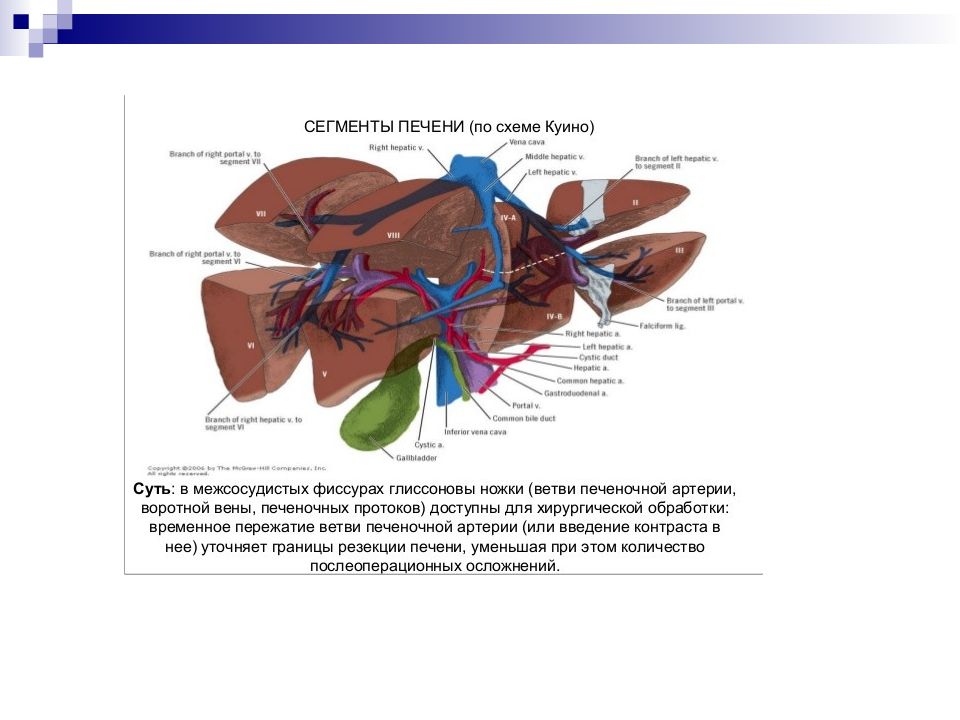 Сегменты печени на кт схема