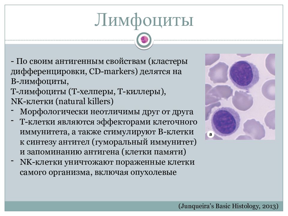 Отсутствие лимфоцитов. Лимфоциты. Лимфоциты делятся на. Кластеры дифференцировки лимфоцитов. Б лимфоциты.