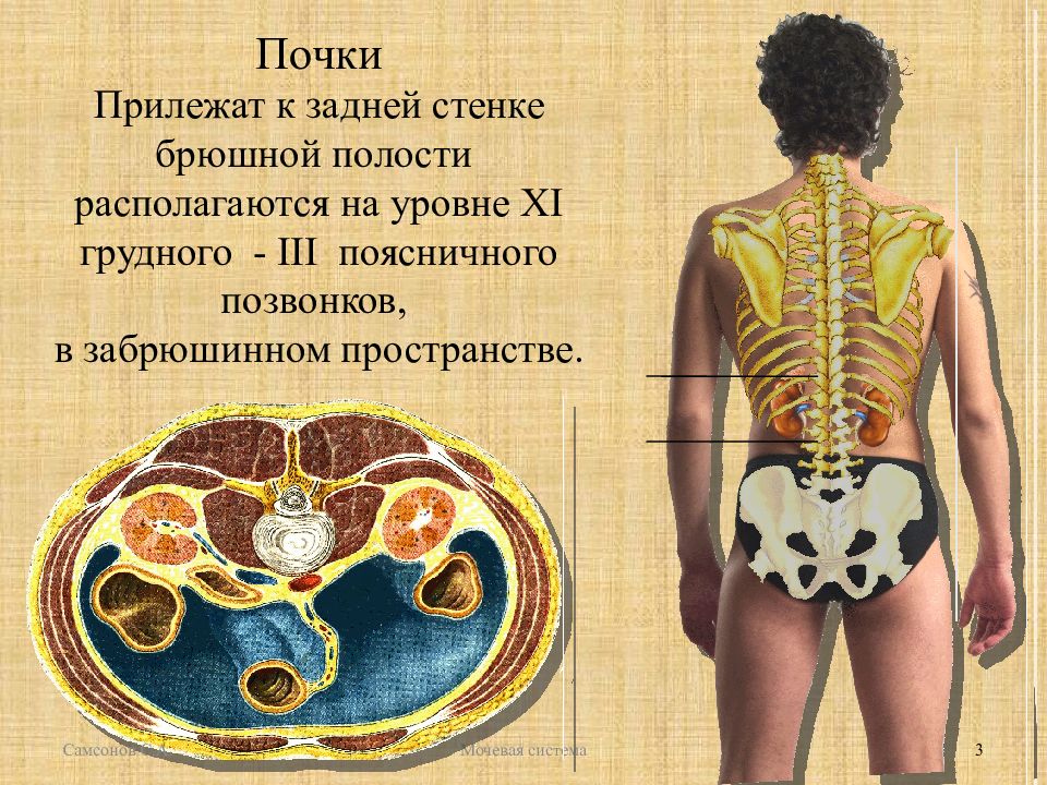 Расположены по обе стороны. Расположение почек. Почки расположены в брюшной полости на уровне:. Почки у человека расположение. Почки находятся на уровне.