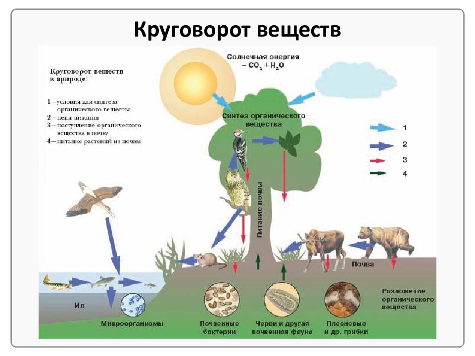 Круговорот веществ в природе 9 класс биология схема