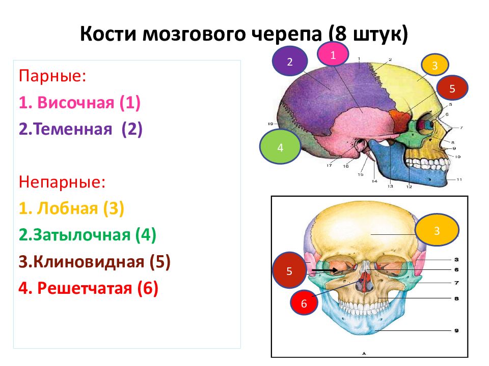 Какими цифрами на рисунке обозначены непарные кости мозгового отдела черепа