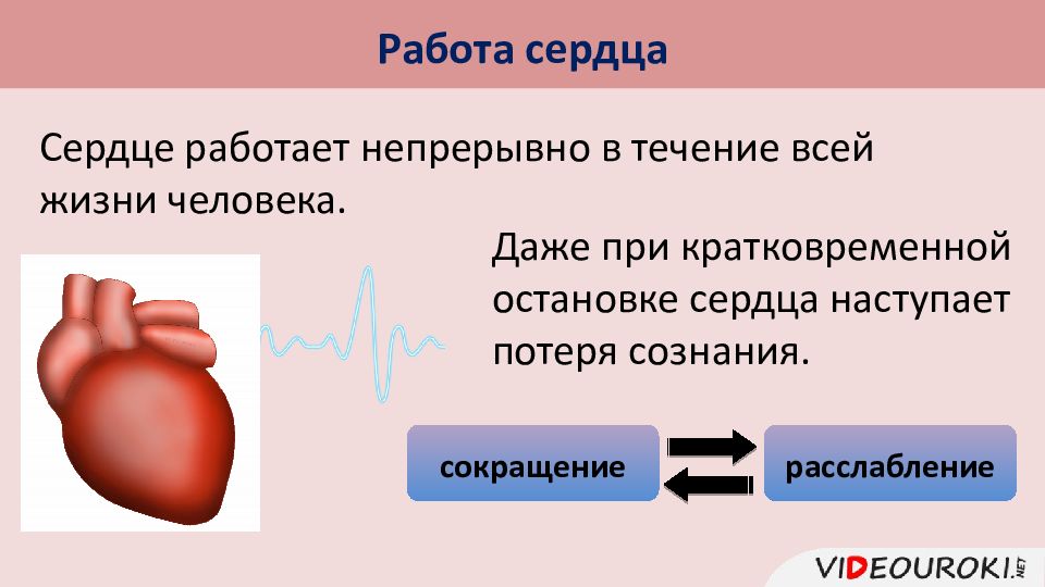 Презентация строение и работа сердца презентация 8 класс