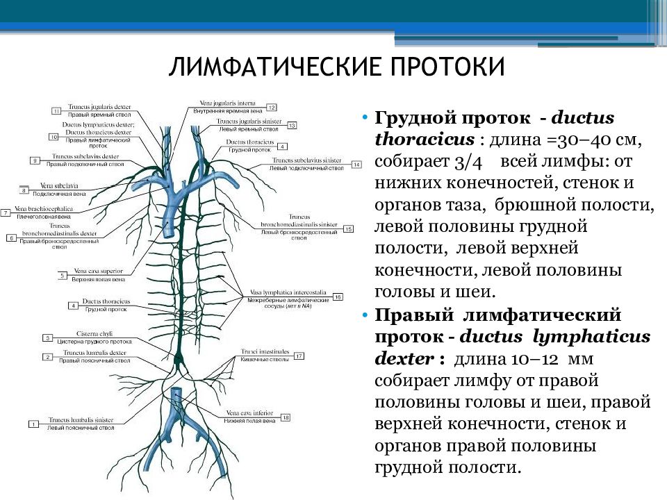 Особенность строения вены по сравнению с артерией. Грудной проток лимфатической системы схема. Грудной проток лимфатической системы анатомия. Грудной проток лимфатической системы и правый лимфатический. Лимфатические системы лимфатические узлы лимфатические сосуды.
