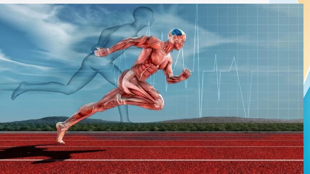 Адаптация. Срочная адаптация. Долговременная адаптация