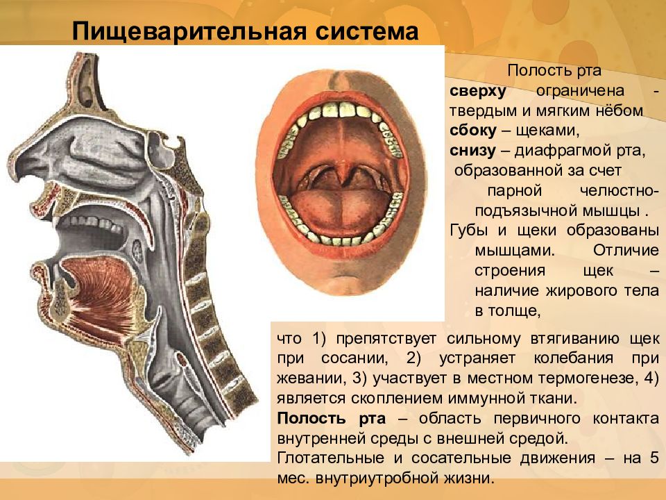 Что есть в полости рта. Анатомия ротовой полости человека. Пищеварительная система строение рот. Строение ротовой полости снизу. Строение пищеварительной системы ротовая полость.