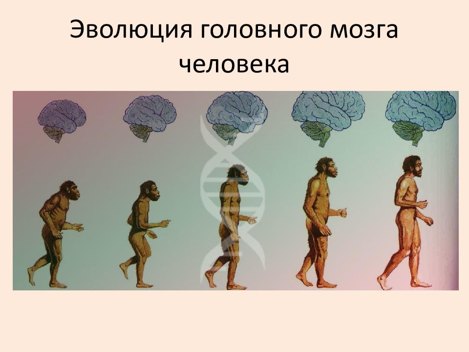 Направления эволюции головного мозга. Эволюция головного мозга человека. Сходство человека с животными и отличие от них. Быт древнего и современного человека сходство и различия. Сходство человека с другими млекопитающими состоит в.