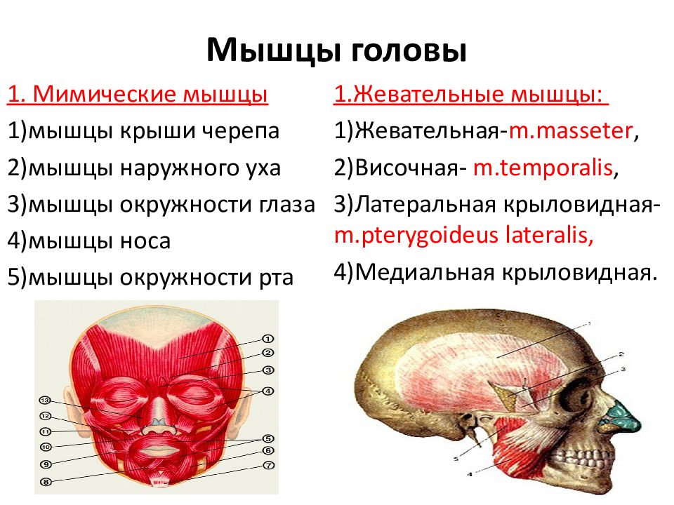 Мимические мышцы презентация