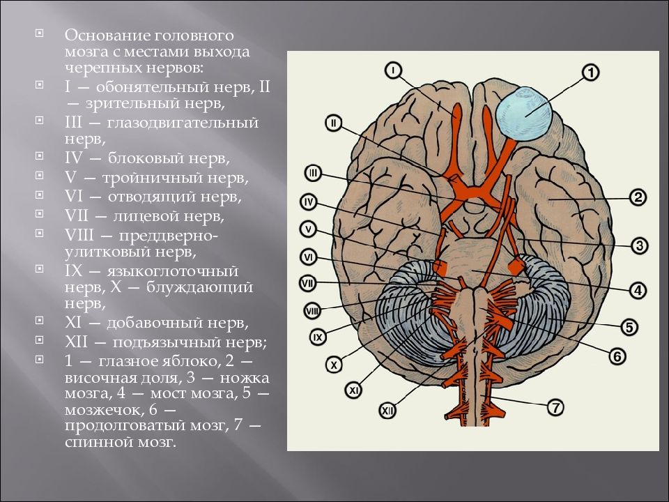 Выходы нервов. Места выхода черепно мозговых нервов из мозга. Черепно мозговые нервы на основании мозга. Основание мозга с выходом черепных нервов схема. Блоковый нерв место выхода из мозга.