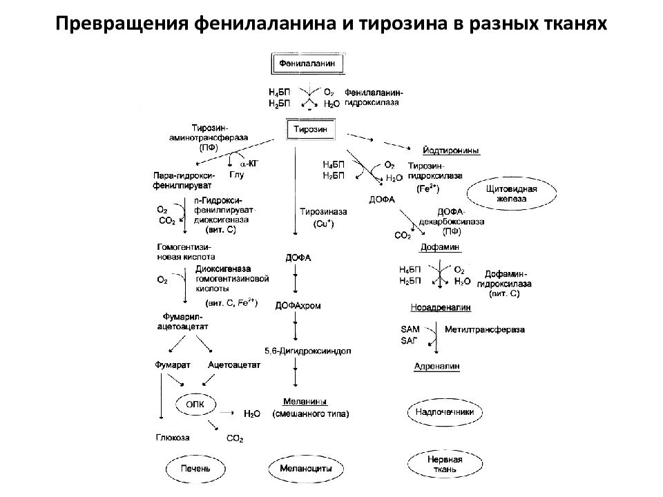 Фенилаланин и тирозин. Схема метаболизма аминокислот. Метаболизм тирозина. Основные метаболические превращения фенилаланина и тирозина.. Метаболизм фенилаланина и тирозина биохимия.