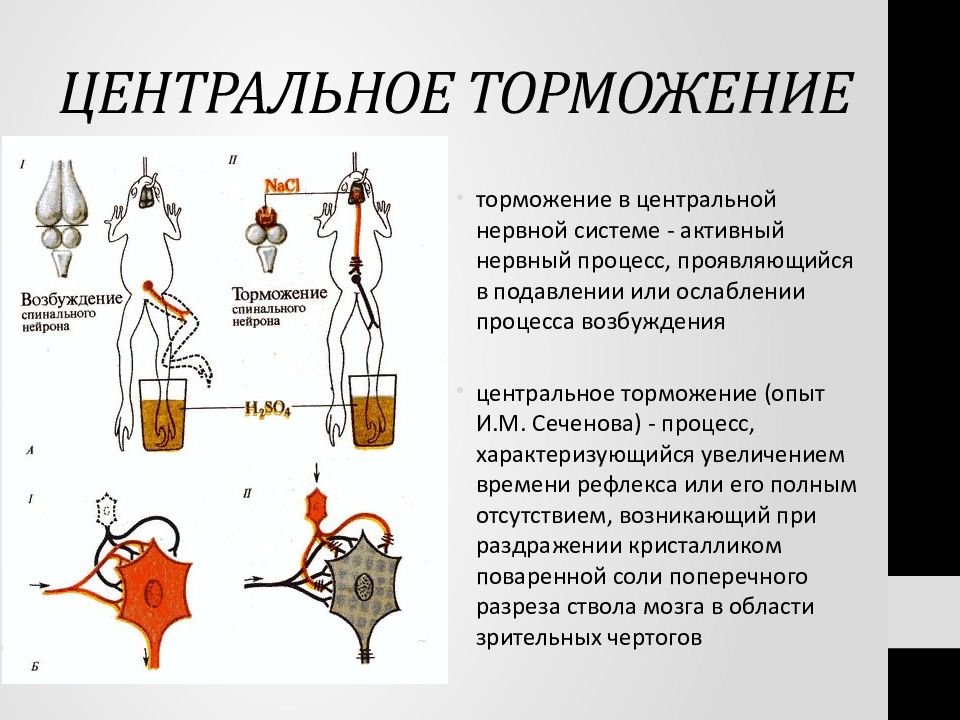 Схема торможения мотонейронов дуги сгибательного рефлекса в опыте сеченова