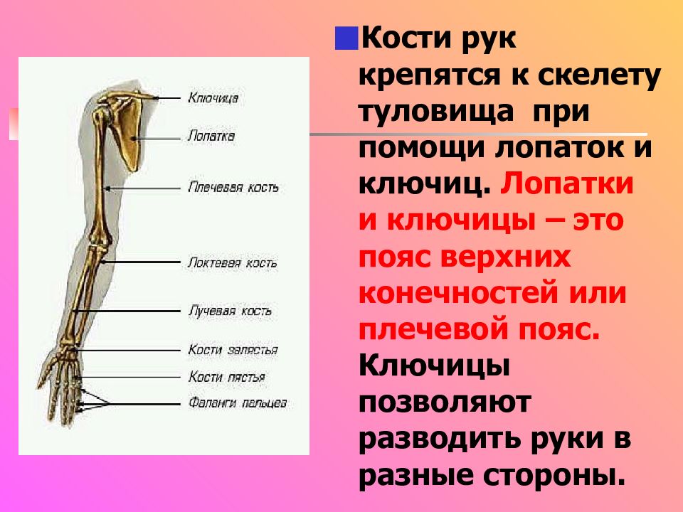 Скелет верхних конечностей лопатка