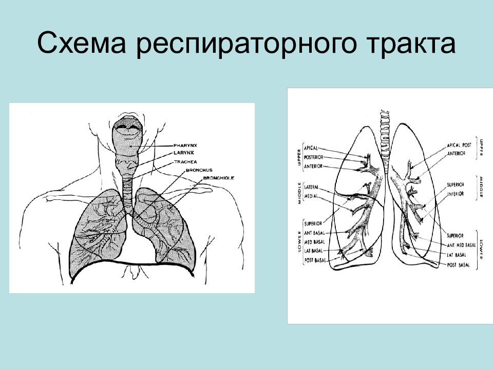 Схема легких. Респираторный тракт. Анатомия респираторного тракта. Дыхательный тракт.