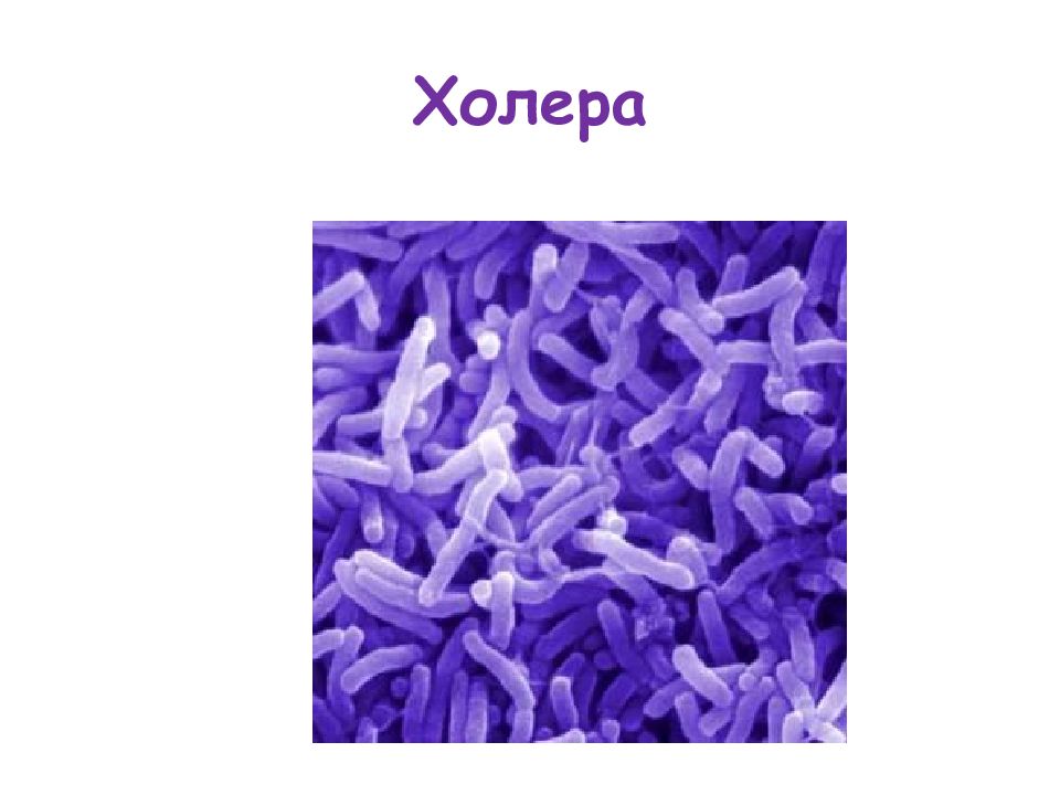 Холера презентация инфекционные болезни