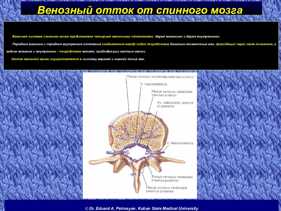 Спинномозговые грыжи презентация