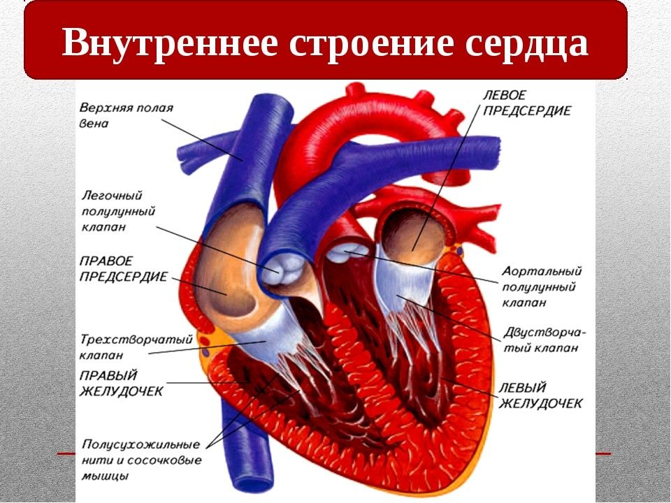 Афо органов кровообращения презентация