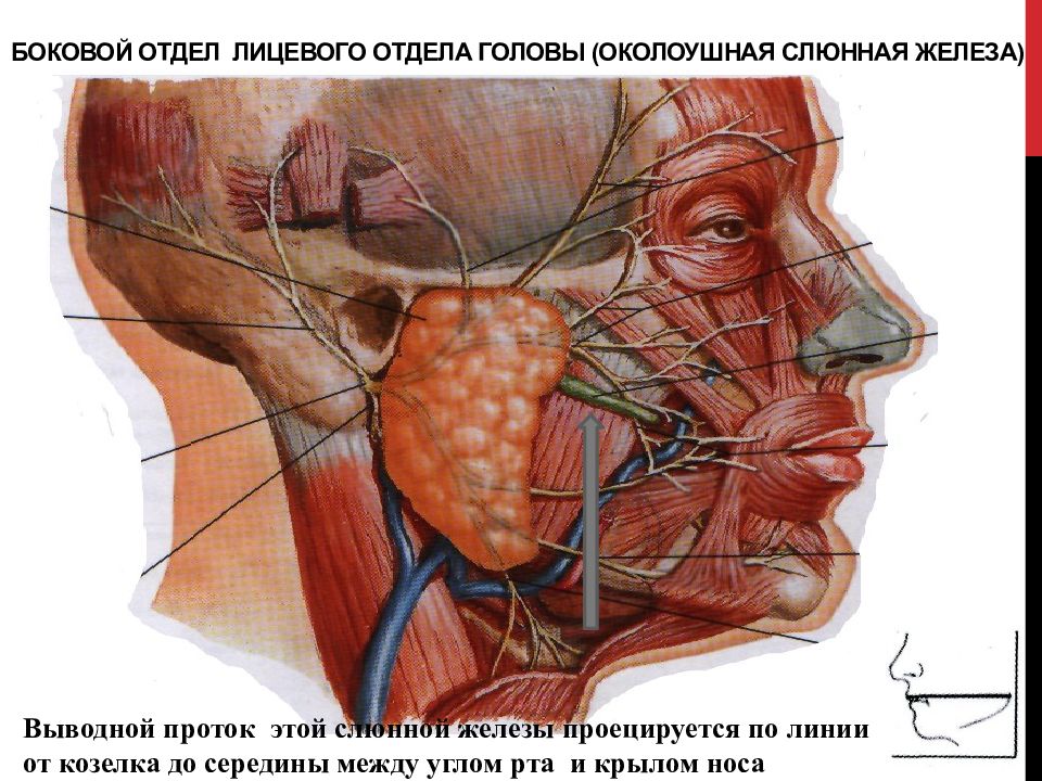 Околоушная железа латынь