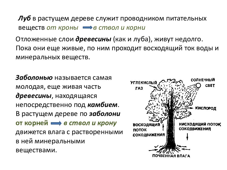 Древесные растения характеристика. Формы крон древесных растений. Морфологические свойства древесных растений. Архитектурные формы крон древесных растений это.