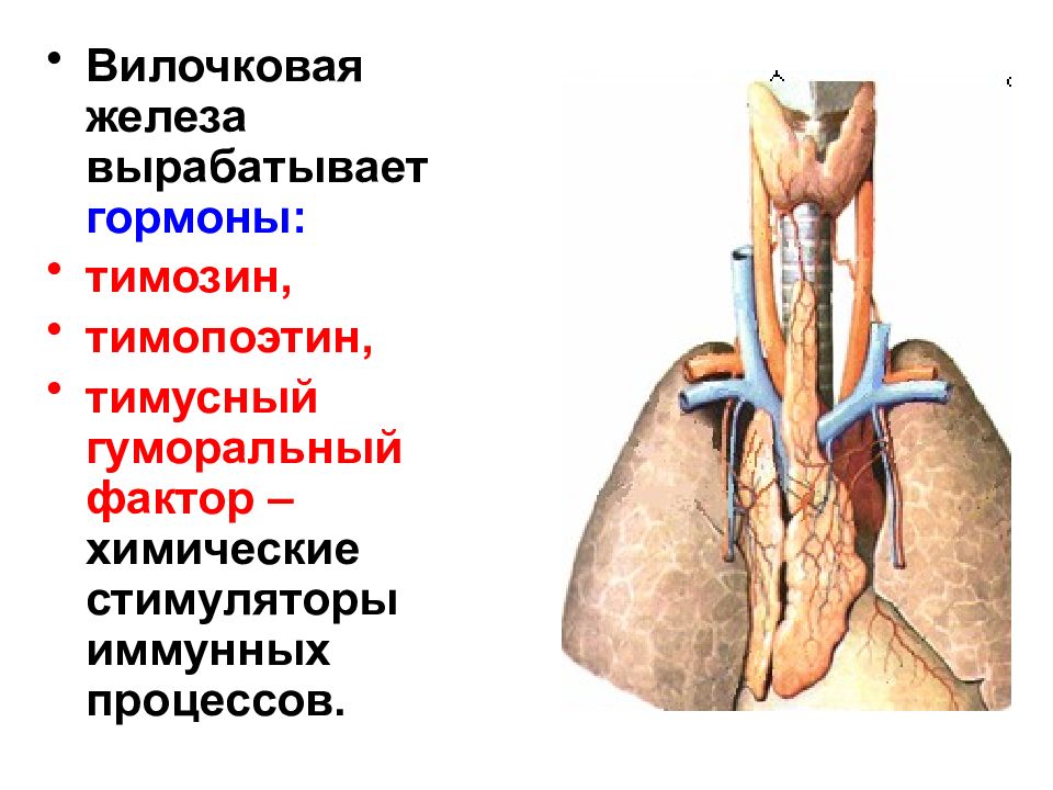 Гормоны тимуса презентация