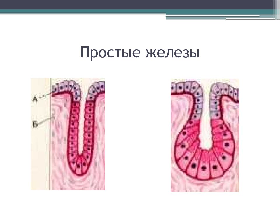 Простые железы. Простые и сложные железы. Строение простой железы. Простые железы примеры.