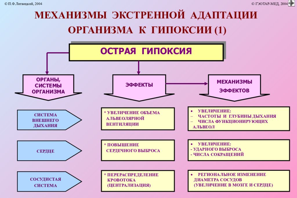 Гипоксии организма. Механизмы срочной адаптации к гипоксии. Адаптивные реакции при острой гипоксии. Долговременные адаптационные реакции при гипоксии. Механизм развития острой гипоксии.