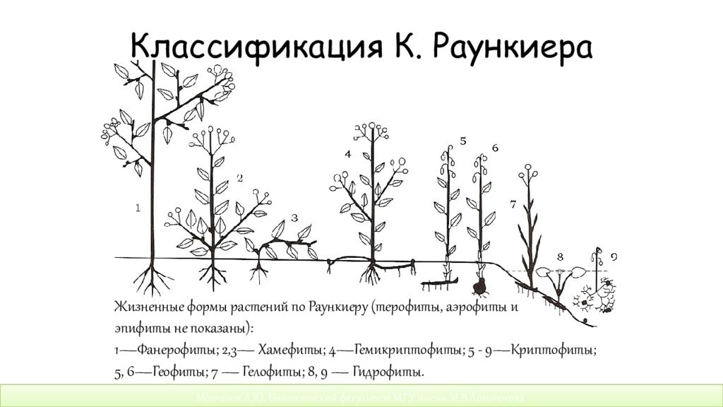 Жизненные растения. Система жизненных форм растений по Раункиеру. Раункиер жизненные формы растений. Классификация жизненных форм растений Раункиера. Фанерофиты по Раункиеру.