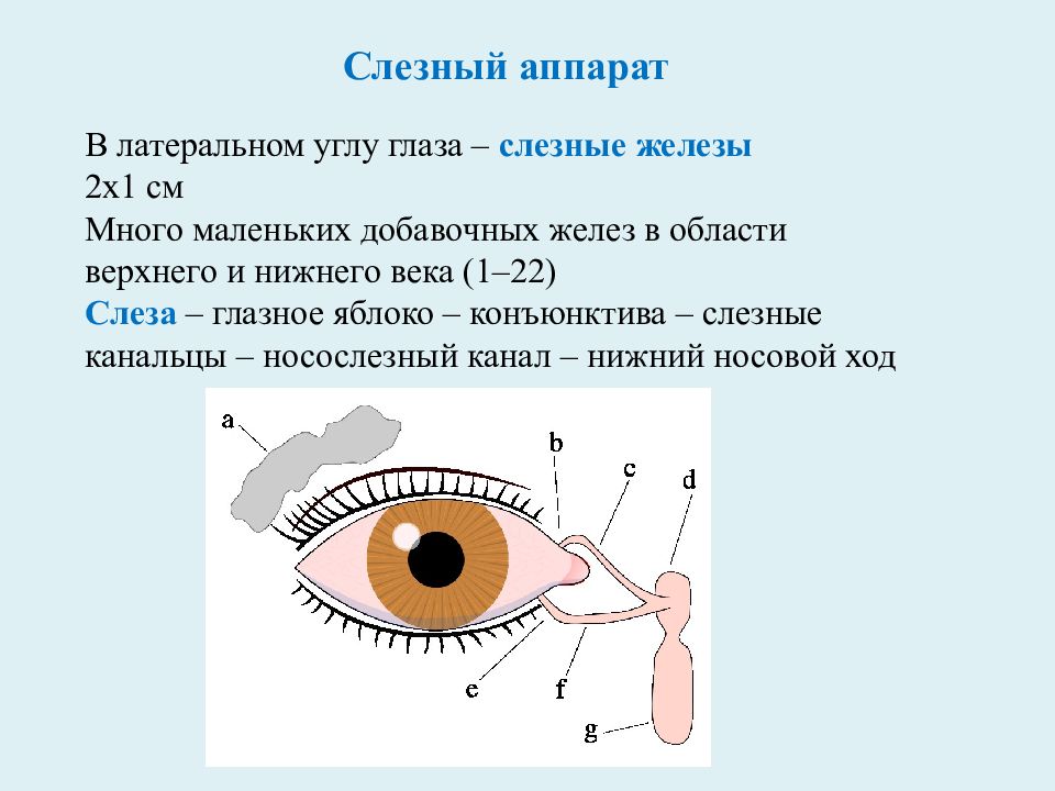 Ленточные органы чувств. Конъюнктива глаза анатомия. Строение глаза конъюнктива. Нижний свод конъюнктивы.