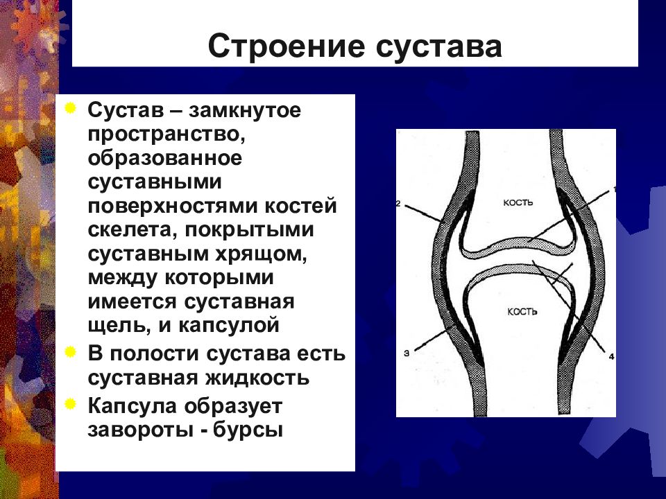 Суставные поверхности костей. Суставные поверхности кости образованы. Хрящ покрывающий суставные поверхности костей. Суставная полость строение.