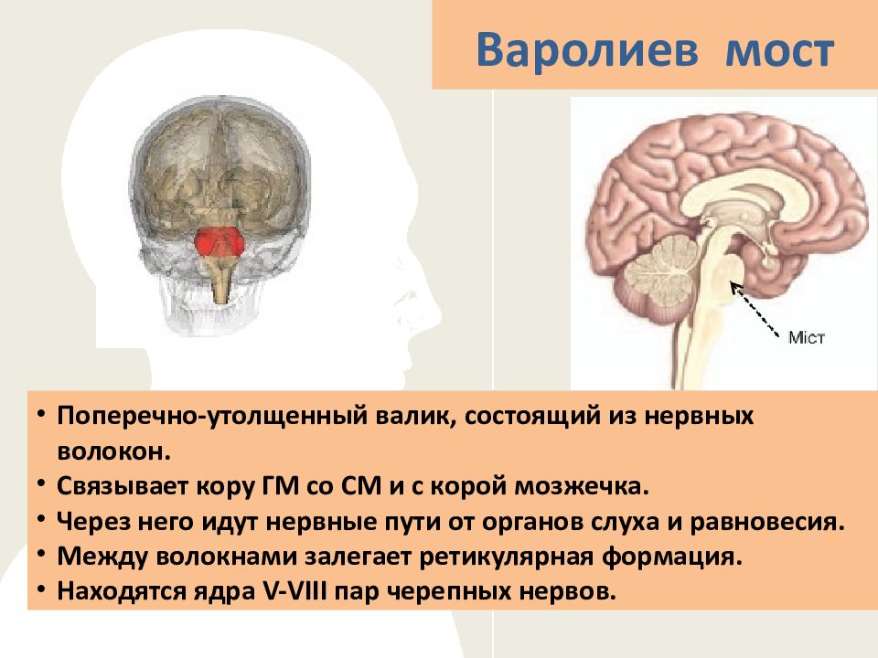 Варолиев мост где находится. Варолиев мост фото. Варолиев мост картинки для презентации. Варолиев мост симптомы поражения. Поражении варолиевого моста.