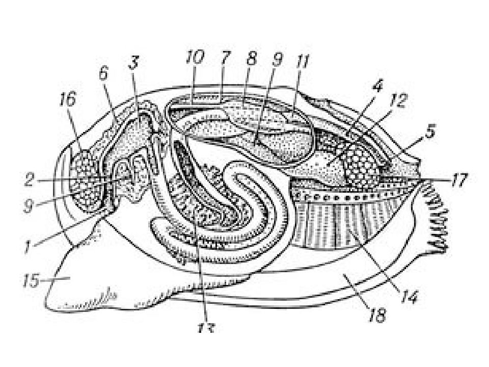 Органы моллюска на рисунке