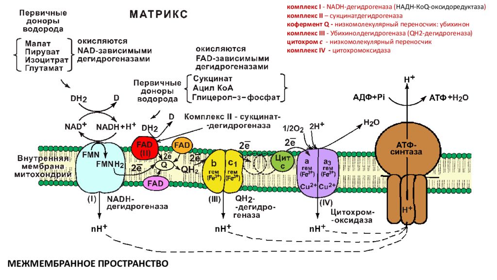 Биологическое окисление биохимия схема