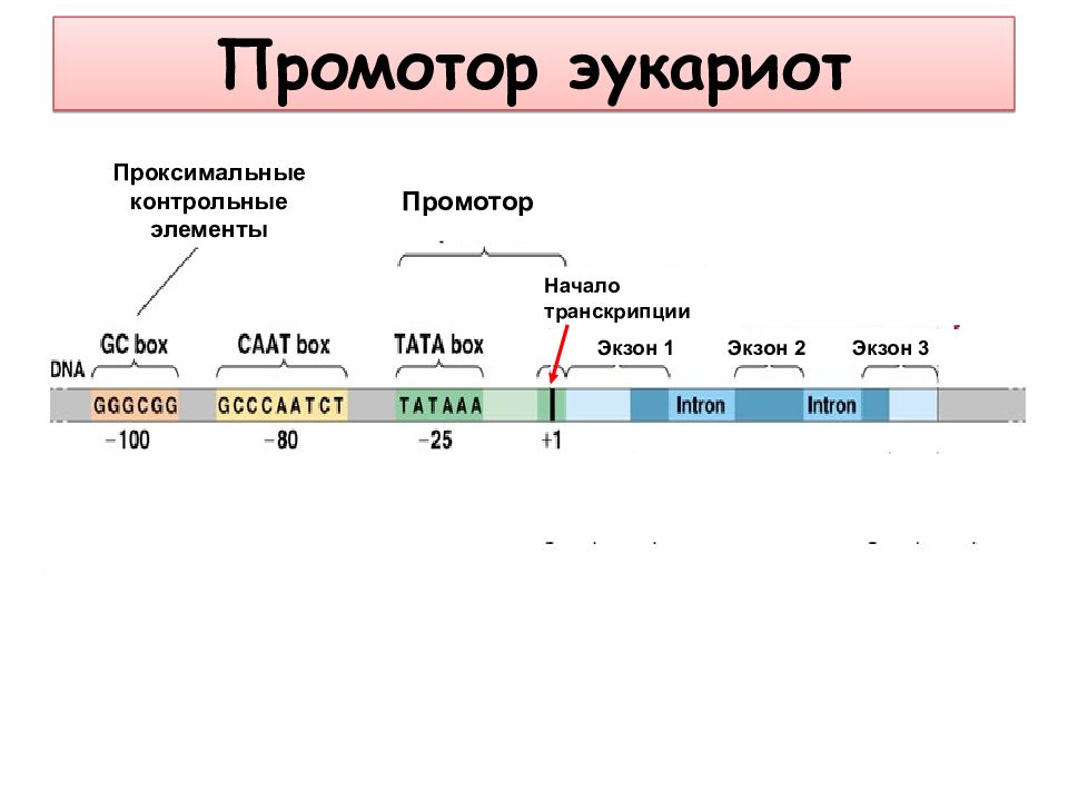 Ядерный геном эукариот