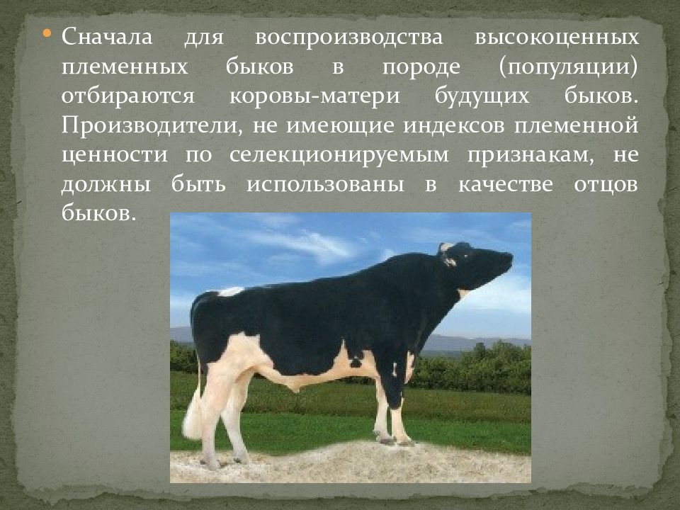 Оценка быков производителей