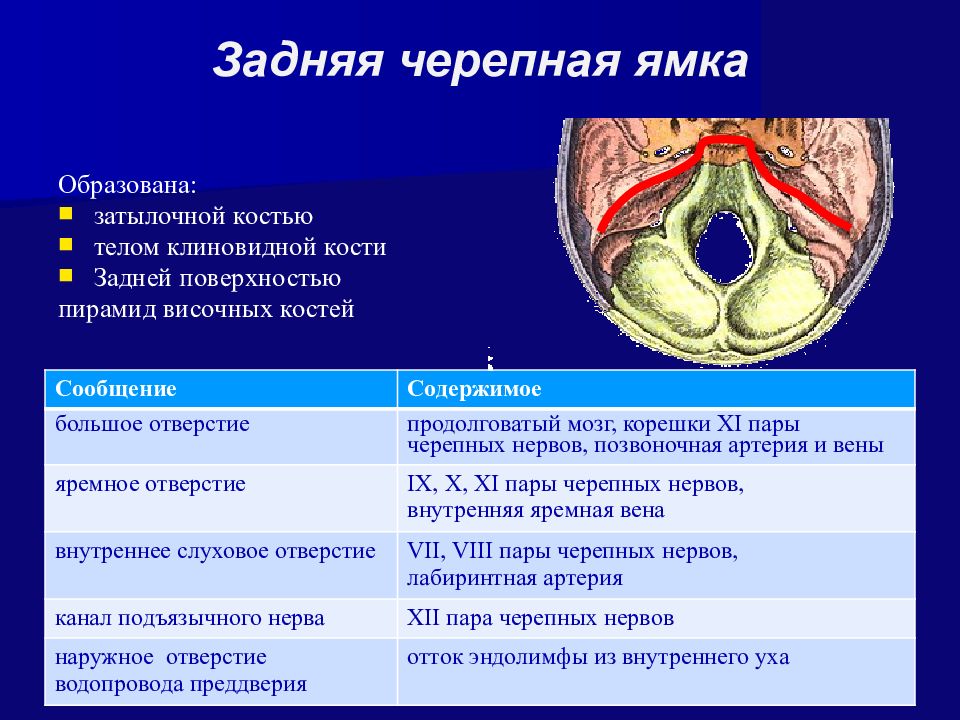 Презентация топографическая анатомия мозгового отдела головы