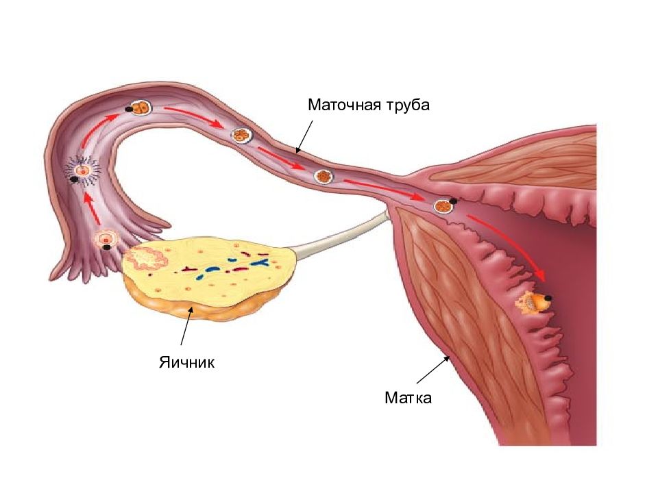 Маточные трубы рисунок анатомия