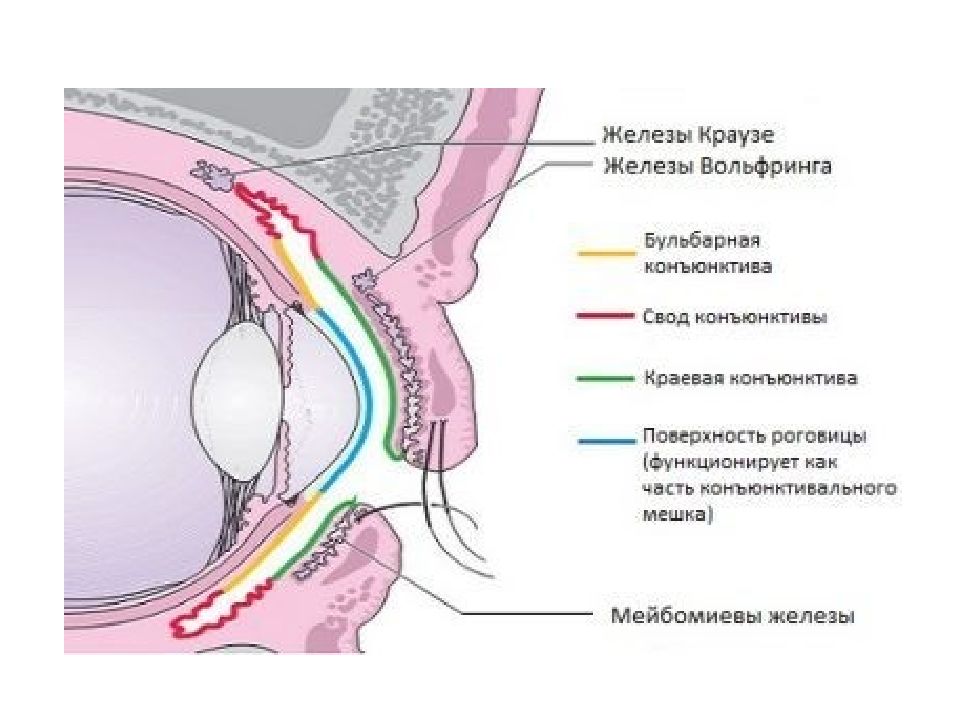 Нижний мешок глаза. Конъюнктива склеры строение. Строение глаза конъюнктива склера. Конъюнктива глазного яблока анатомия. Тарзальная конъюнктива век.