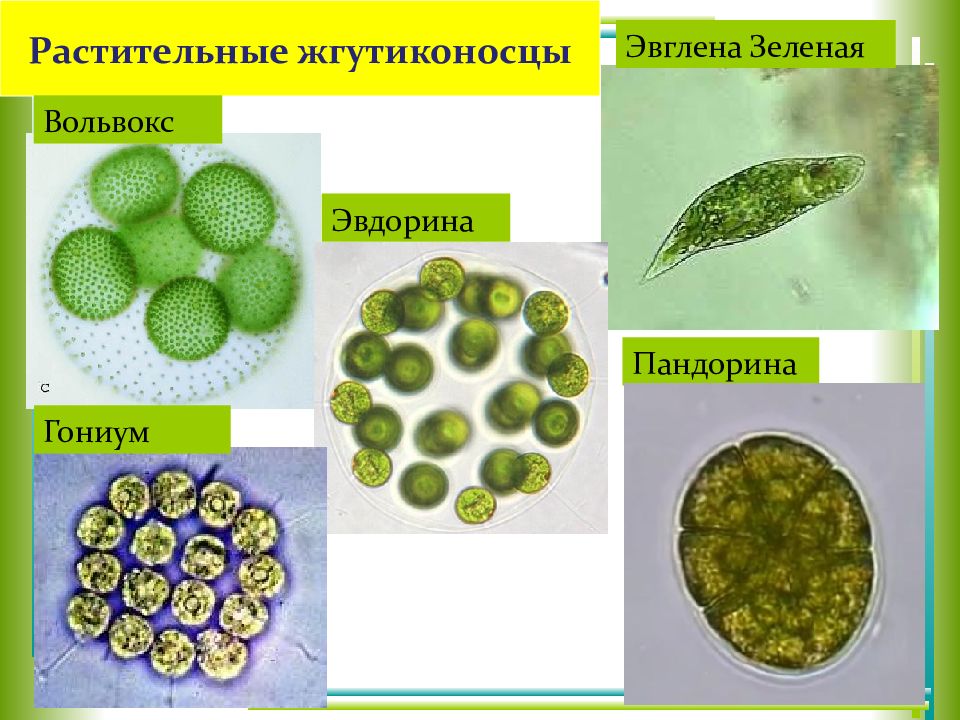 Презентация на тему жгутиконосцы 7 класс