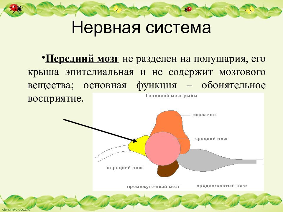 Передний мозг. Передний мозг рыб. Передний мозг разделяется. Разделение переднего мозга на полушария у птиц. Нервы переднего мозга.